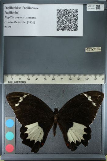 Media type: image;   Entomology 176733